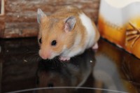 /album/photo-gallery-hamsterheaven/two-little-girls-juli-2012-019-jpg/
